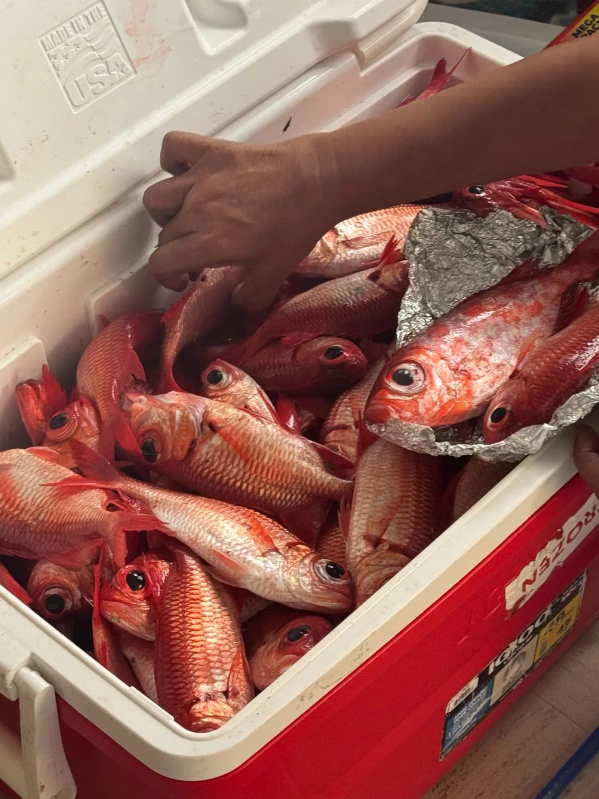 A cooler filled with fresh-caught red fish being shared out among church families.